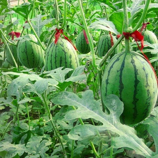 Jingyu's new product 2K small watermelon seeds, thin skin, few seeds, red flesh watermelon potted balcony fruit seeds, high yield, sown in all seasons, juicy and sweet, 2K watermelon, 10 pieces, original selection, 2 packs