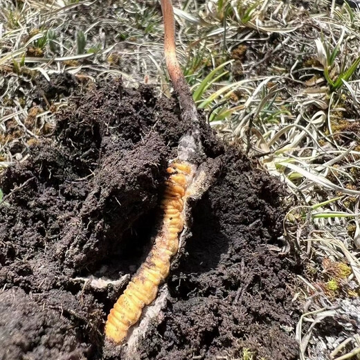 新鲜冬虫夏草2025年头期虫草正品领导高海拔送礼正宗鲜虫草过节 0.6-0.7克/根  10根鲜虫草 冬虫夏草  顺丰发货