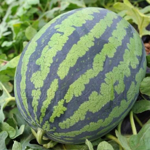 Xiangbin 8424 Kirin seedless Meidu watermelon seeds complete set of seeds fruit melon seedlings small southern vegetable seedlings sweet king No. 1 watermelon seeds 30 original