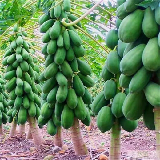 High-yielding papaya seeds, Hainan red heart papaya seeds, milk papaya fruit seed seedlings, papaya seeds for all seasons, Hongfei papaya seeds 100 capsules + rooting powder