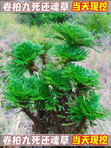 Shantou Lincun Selaginella nine-dead resurrection grass desktop flowers and plants bonsai potted rockery combination absorbent stone calamus orchid 1 single seedling shipped with original soil without pallet