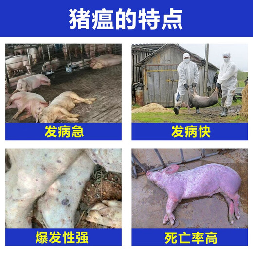 China Animal Husbandry Co., Ltd. CAHIC Shandong Zhongmu Swine Fever Live Vaccine Cell-derived Pig Vaccine Swine Fever Live Vaccine Cell-derived High-efficiency Swine Fever Vaccine Zhongmu (High-efficiency Swine Fever 1 Bottle) 20 Heads