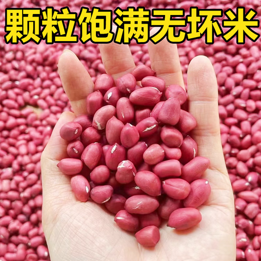 Sowing Mood Four Red Peanut Seeds High Yield Thin-shell Red-skinned Black Peanut Rice Seed Juluhua No. 8 Large Fruit White Sand National Approval National Approval > Four red peanuts original unpacked 100 pieces