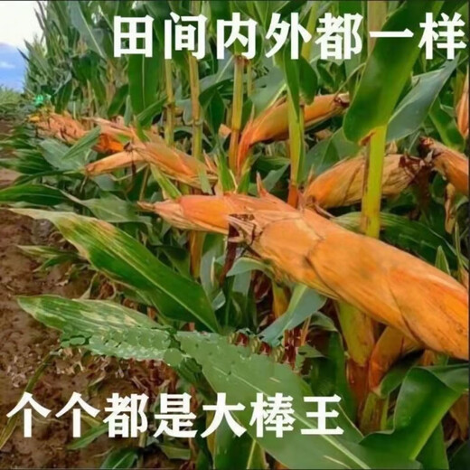 Spot new species Dongdan 509 double national-approved twin short-stem extra-large cob high-yielding corn seed purple stem purple root lodging resistance Big Mac Dongdan 509 five acres of land red axis long grain lodging resistance drought and pest resistance high temperature