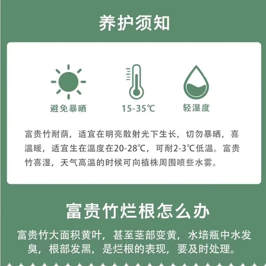 Lucky Bamboo, hydroponic plants shipped from Guangzhou, good for lazy people, a gift for Buddha in the office, Chinese Valentine's Day, Lucky Bamboo 60cm, 10 pieces