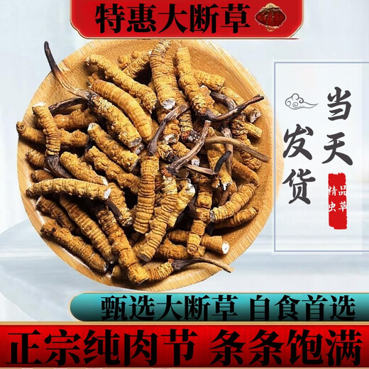 Xina Tibetan Cordyceps Cordyceps Broken Grass Genuine Cordyceps Broken Grass Selected Dry Goods High-altitude Broken Grass Self-use and affordable Package of Nagqu, Tibet Nagqu, 30g Package of Big Broken Grass with Seedlings