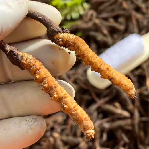 新鲜冬虫夏草2025年头期虫草正品领导高海拔送礼正宗鲜虫草过节 0.6-0.7克/根  10根鲜虫草 冬虫夏草  顺丰发货