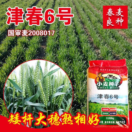 Newly planted Guoshen Jinchun No. 6 spring wheat seed Jimai 22 field high-yielding short stems, large ears, early maturing lodging-resistant wheat z Jimai 22/2 Jin Jin equal to 0.5 kg package/autumn and winter wheat