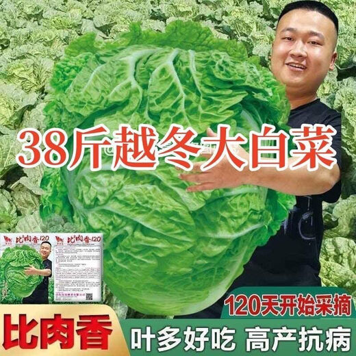 38 Jin Jin is equal to 0.5 kg. Overwintering Chinese cabbage seeds Shandong Chinese cabbage seeds. Chinese cabbage seeds are disease-resistant and high-yielding. Leafy cabbage. Original 3 packs (about 3000 grains) + Songpin. 38 Jin Jin is equal to 0.5 kg. Winter storage Chinese cabbage seeds.