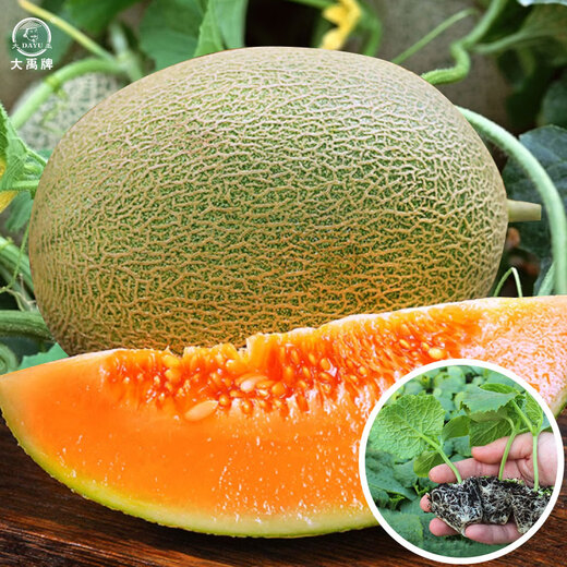 Dayu melon seedlings, cantaloupe seedlings, seedlings, north and south fruits, cantaloupe melon seedlings, seedlings with soil, 10 trees