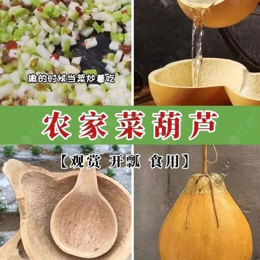Four seasons extra large gourd seeds edible gourd seeds can be used to make water gourds all seasons farmhouse gourd seeds affordable price 1 pack