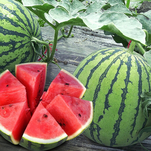 Dayu Lazy Man Watermelon Seed Seedlings Extra Large Suitable for Early Maturing Lazy Man in the South 8424 Kirin Melon Meidu Seedless Fruits and Vegetables Zaojia 8424 Watermelon Seeds 50g/barrel