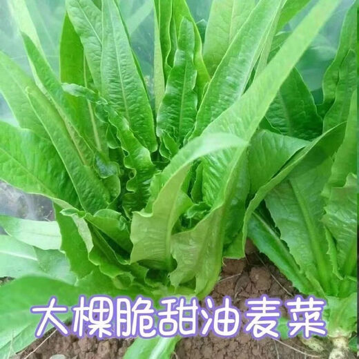 Jingdong Logistics Vegetable Seeds for Four Seasons Sowing Potted Balcony Garden Cilantro Lettuce Spinach Simple and Easy to Grow in Autumn lettuce seeds 1 pack about 1000 grains
