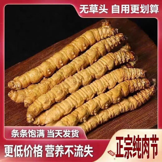Xina Tibetan Cordyceps Cordyceps Broken Grass Genuine Cordyceps Broken Grass Selected Dry Goods High-altitude Broken Grass Self-use and affordable Package of Nagqu, Tibet Nagqu, 30g Package of Big Broken Grass with Seedlings