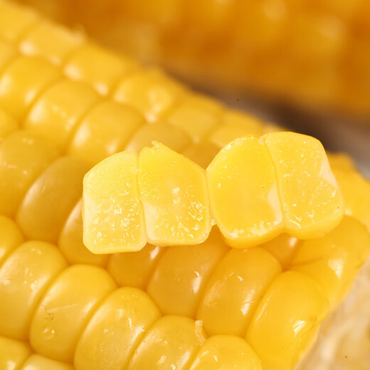 Jingxiansheng Northeast yellow corn on the cob 200g 8 cobs of 25-year-old new corn Vacuum sticky corn Multiple packaging Straight from the source