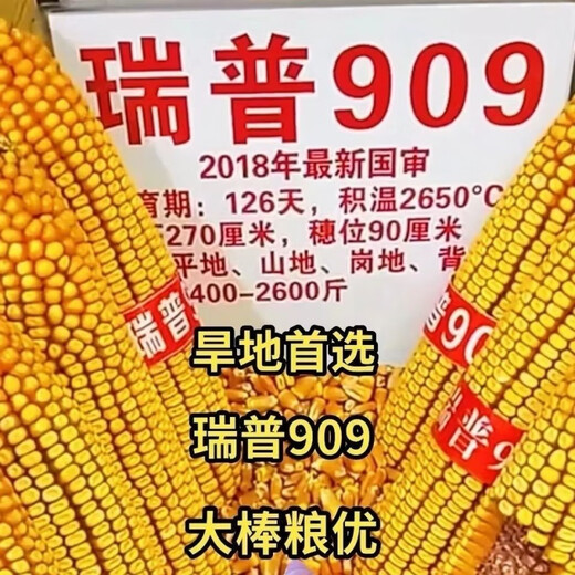 Nuevas semillas de maíz Rip 909 aprobadas a nivel nacional, alto rendimiento, 4400 granos, 6000 granos, palos grandes enanos, resistente a enfermedades/antioxidante, nueva semilla Rip 909-6000 granos/bolsa-5 bolsas