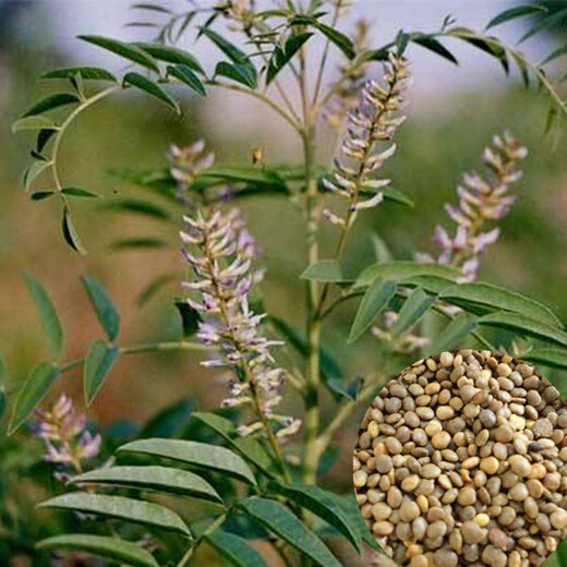 Licorice seeds pure new material seedlings Xinjiang red licorice seedlings for four seasons planting grass sweet root licorice seeds 500g simple packaging