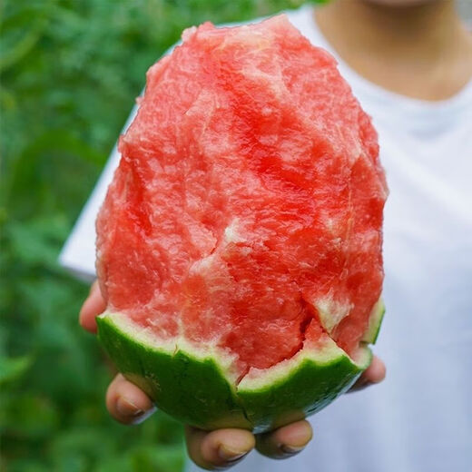 Jingyu's new product 2K small watermelon seeds, thin skin, few seeds, red flesh watermelon potted balcony fruit seeds, high yield, sown in all seasons, juicy and sweet, 2K watermelon, 10 pieces, original selection, 2 packs