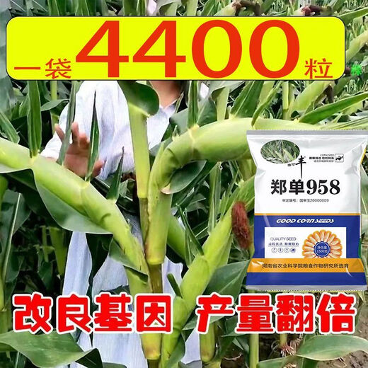 Neue originale Zhengdan 958 Zwergmaissamen, Feldhybrid-Maissamen, dürreresistente Frühlings- und Sommerpflanzung Zhengdan 958 (ein Beutel mit 4 Jin Jin entspricht 0,5 kg im roten Beutel)