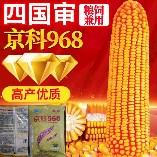 Wholesale corn seeds, short stems, double stems, drought and waterlogging resistance, disease resistance and lodging resistance, Academy of Agricultural Sciences National Approval, Jingke 968-4000 grains, one acre of land