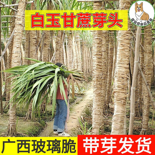 Asarum Guangxi Muge White Jade Sugar Cane Seeds Authentic Glass Crisp Seedlings Origin Straight Hair with Buds Delivered 3 Roots