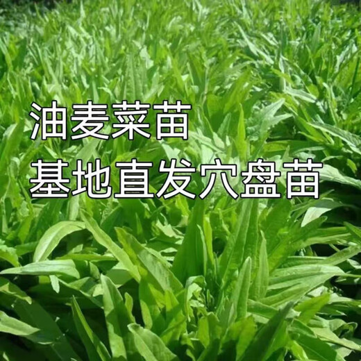 Store hot-selling four-season wheat-flavored wheat vegetable seeds, balcony potted plants, field planting, fresh seedlings, 30 wheat-flavored wheat vegetable seedlings