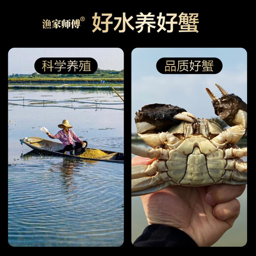 Live Crab Fisherman Master Hairy Crab Whole Female 2.5-2.8 Liang 8 Pieces Full-weight Fresh Crabs in Stock Fresh Aquatic Seafood Gift Box