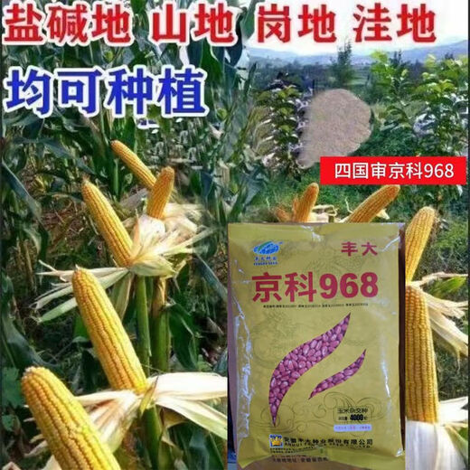 Wholesale corn seeds, short stems, double stems, drought and waterlogging resistance, disease resistance and lodging resistance, Academy of Agricultural Sciences National Approval, Jingke 968-4000 grains, one acre of land