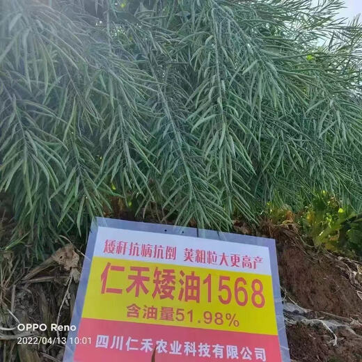 Surui dwarf cabbage-type rapeseed Renhe Aiyou 1568 is disease-resistant, high-yielding, cold-resistant, disease-resistant and drought-resistant, and has high oil content. Aiyou 1568 original 80 grams (about 20,000 seeds)