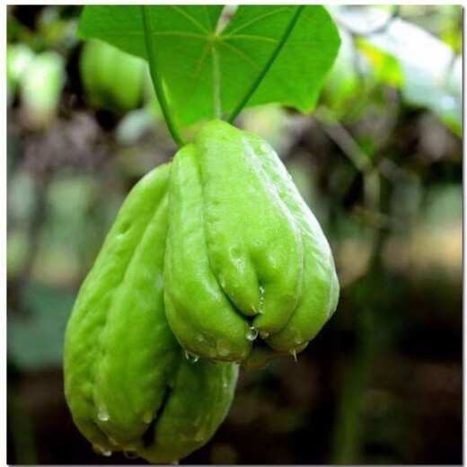 Chayote seeds, early maturing extra large chayote vegetable seeds, climbing vine saplings, potted perennial golden melons, 100% new goods, chayote seeds, exquisite products, 2 packs of about 50 pieces