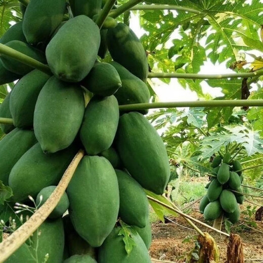 High-yielding papaya seeds, Hainan red heart papaya seeds, milk papaya fruit seed seedlings, papaya seeds for all seasons, Hongfei papaya seeds 100 capsules + rooting powder
