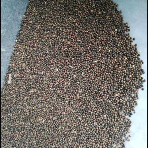 Thousands of Jin Jin is equal to 0.5 kg. Pulled seeds small leaf red skin Chinese herbal medicine Diao Ma Zhuang seeds Chinese herbal wild one-root seedlings drilled into the ground wind saplings. Thousands of Jin Jin is equal to 0.5 kg. Pulled seeds are 0.2 Jin Jin is equal to 0.5 kg. Does not include pots.