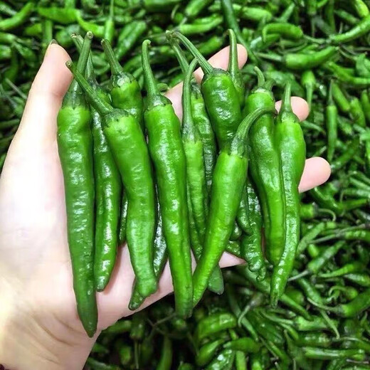 Authentic camphor tree pepper seeds, camphor tree pepper seeds, new pepper seeds, sown in spring and autumn, Zhangshu Harbor courtyard small collection, new seeds, about 208 capsules/