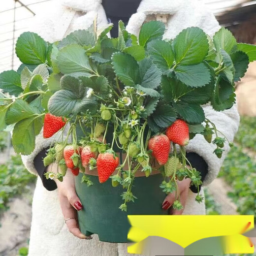 Cream strawberry seedlings potted four-season strawberry seedlings planted in the south and north bear fruit in the same year. Bare root cold-resistant and frost-resistant (four seasons cream strawberry) (8 pcs++pot+fertilizer) full of fruit in the pot.