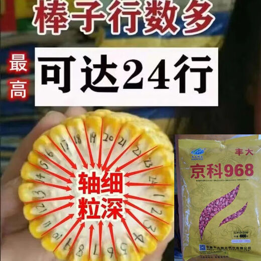 Wholesale corn seeds, short stems, double stems, drought and waterlogging resistance, disease resistance and lodging resistance, Academy of Agricultural Sciences National Approval, Jingke 968-4000 grains, one acre of land