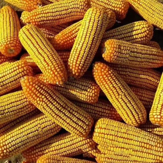 Suiyiman Jingke 968 high-yielding corn seeds, short stems and big sticks, drought-resistant and high-temperature resistant purple gold version white shaft corn seeds purple gold version original 4000 grains 3 bags