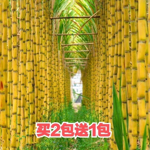 Sugarcane seeds, high-yielding golden sugarcane, sown in all seasons, planted in the south and north, crispy, sweet and chewy varieties, 110 pieces of green seeds