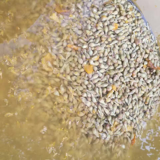 Sichuan red orange saplings, red orange seedlings, grafted seedlings, grafted seedlings, detoxified seedlings, red orange seeds, root replacement seedlings, greenhouse seedlings, tree seedlings, fresh red orange seeds of the year, 10Jin Jin is equal to 0.5kg