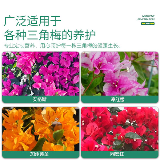 Stanley Bougainvillea flower special flower fertilizer nutrient solution household potted flower plant flowering fertilizer 500ml