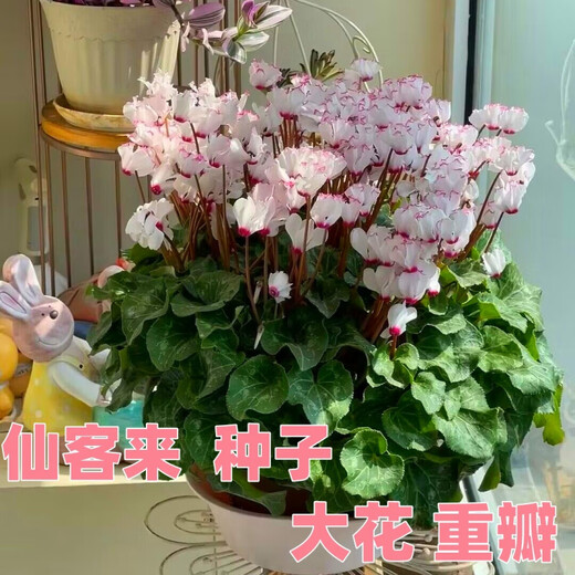 8645 people praised Double Cyclamen Seeds Cyclamen Seeds New Year's Eve Flower Plants for Balcony Indoor and Outdoor Pots Cyclamen Seeds All Colors Mixed Version Two Packs of Seeds 276 + Fertilizer