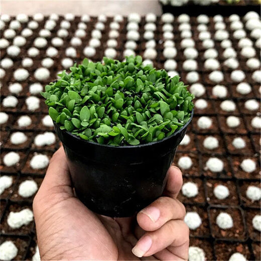 Red-skinned dragon fruit, beautiful fruit seeds, white dragon fruit seeds, green dragon fruit, red dragon fruit seeds, potted bonsai seeds, red-skinned, red-fleshed dragon fruit seeds 2000 capsules