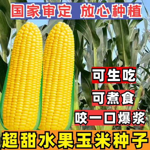 Ice cream fruit corn seeds delicious super sweet popsicles raw fresh rock sugar crispy waxy corn seeds 400g can Golden Crown 597