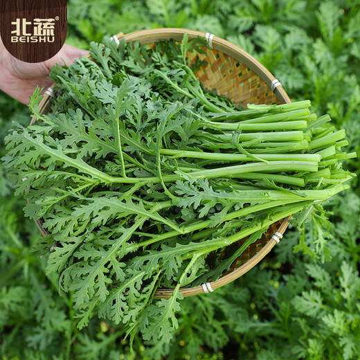 Beishu small-leaf chrysanthemum seeds small-leaf family balcony farmhouse four-season vegetable seeds small-leaf chrysanthemum seeds about 3000 pieces