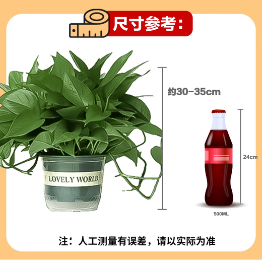 Shuangmeng green radish potted formaldehyde-removing flowers and green plants office new house air purification 180 gallons 4 pots straight from the source