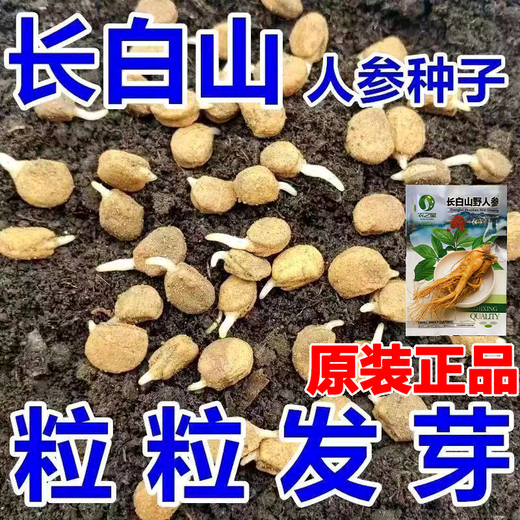 Changbai Mountain ginseng seeds, wild ginseng seeds, easy to grow Chinese medicinal materials in all seasons, easy to live indoor flower pots, ginseng seeds, shipped without buds, 5 bags selected, about 260 capsules