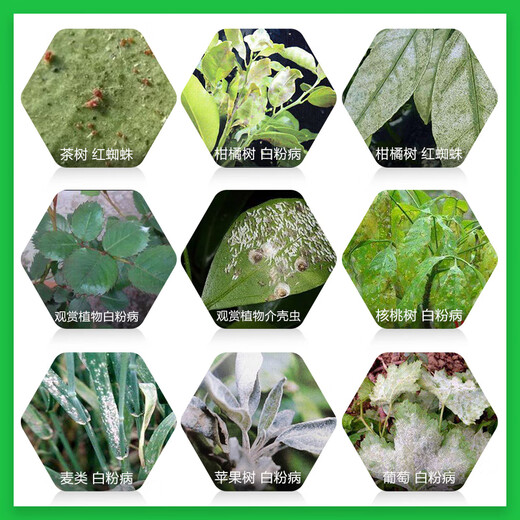 Shuangji brand lime sulfur mixture aqueous agent apple orchard tree clearing agent scale insect powdery mildew acaricide whitening agent fungicide 1000ml*1 bottle