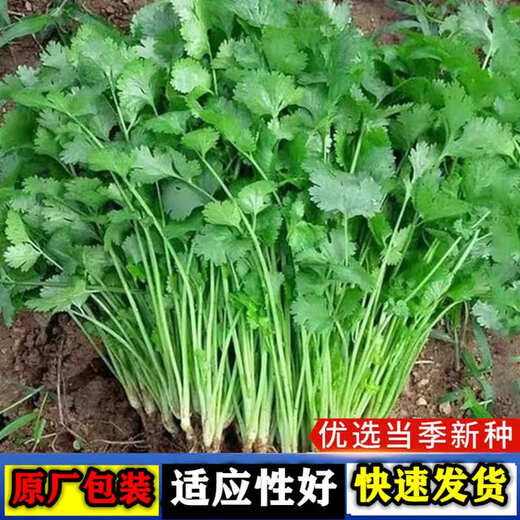 Four-season large-leaf coriander seeds, coriander seeds, courtyard, balcony potted plants, easy-to-grow vegetable seeds, coriander seeds, 1 bag, about 500 grams