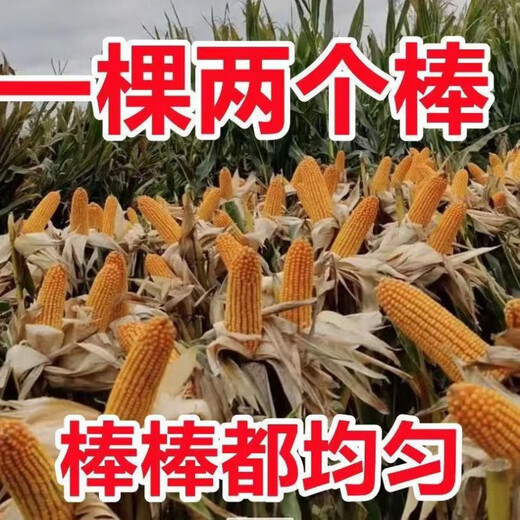 Spot new species Dongdan 509 double national-approved twin short-stem extra-large cob high-yielding corn seed purple stem purple root lodging resistance Big Mac Dongdan 509 five acres of land red axis long grain lodging resistance drought and pest resistance high temperature