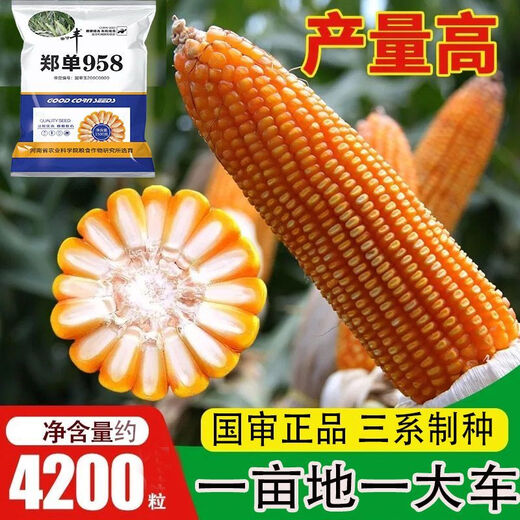 Neue originale Zhengdan 958 Zwergmaissamen, Feldhybrid-Maissamen, dürreresistente Frühlings- und Sommerpflanzung Zhengdan 958 (ein Beutel mit 4 Jin Jin entspricht 0,5 kg im roten Beutel)