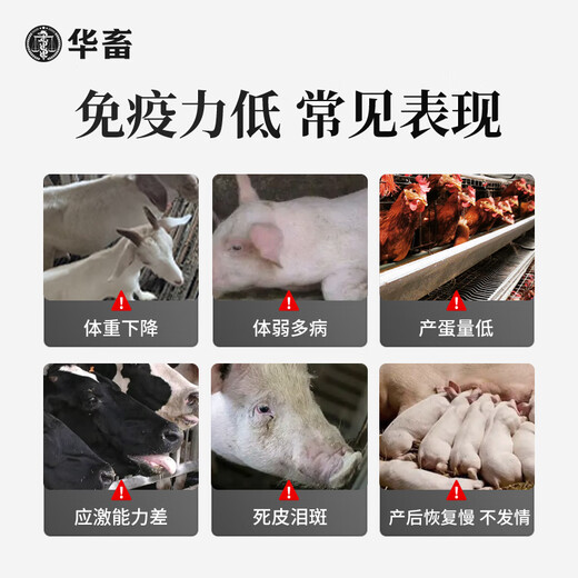 Hua livestock Hua livestock amino acid multi-dimensional glucose powder livestock, poultry, pigs, cattle and sheep anti-stress breeding chicken, duck and goose feed additive 5 bags more discount than buying individually multi-dimensional glucose